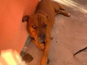 Cachorro raça Boxer idade 2 anos nome Conde