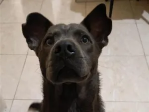 Cachorro raça SRD-ViraLata idade 7 a 11 meses nome Stich