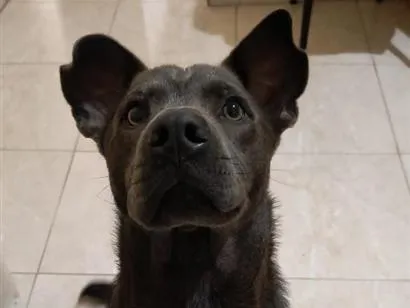 Cachorro raça SRD-ViraLata idade 7 a 11 meses nome Stich