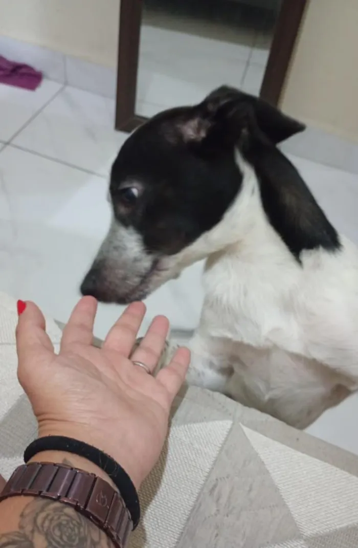 Cachorro raça SRD-ViraLata idade 2 a 6 meses nome Dante