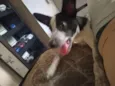 Dante