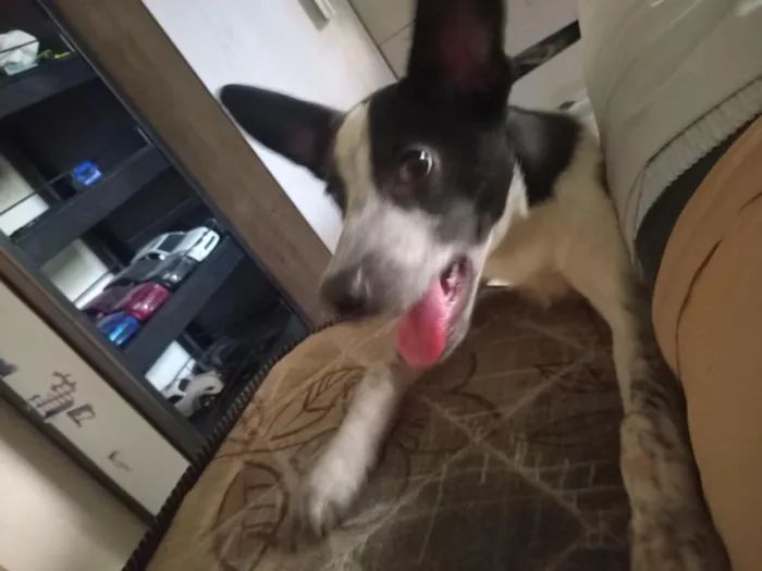 Cachorro raça SRD-ViraLata idade 2 a 6 meses nome Dante
