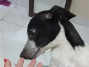 Cachorro raça SRD-ViraLata idade 2 a 6 meses nome Dante