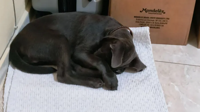 Cachorro raça SRD-ViraLata idade 7 a 11 meses nome Stich