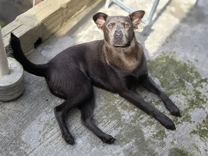 Cachorro raça SRD-ViraLata idade 7 a 11 meses nome Stich