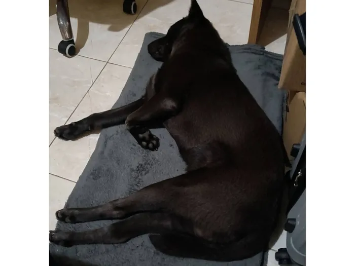 Cachorro raça SRD-ViraLata idade 7 a 11 meses nome Stich