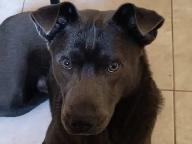 Cachorro raça SRD-ViraLata idade 7 a 11 meses nome Stich