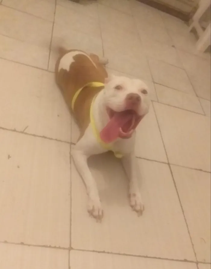 Cachorro raça Pit-Bull idade 5 anos nome mabel