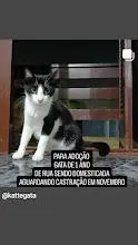 Gato raça SRD-ViraLata idade 2 anos nome Costelinha