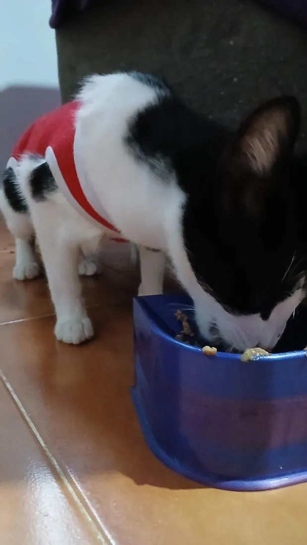 Gato raça SRD-ViraLata idade 2 anos nome Costelinha