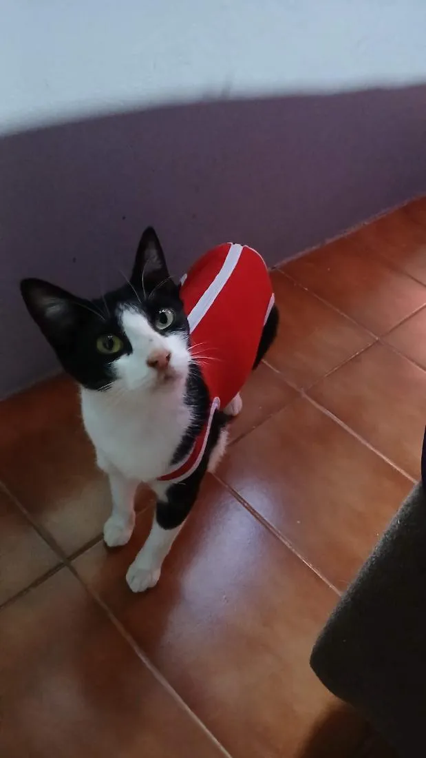 Gato raça SRD-ViraLata idade 2 anos nome Costelinha