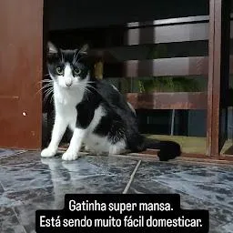 Gato raça SRD-ViraLata idade 2 anos nome Costelinha