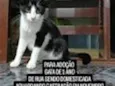 Costelinha