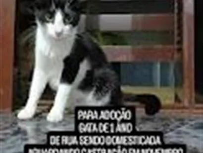Gato raça SRD-ViraLata idade 2 anos nome Costelinha