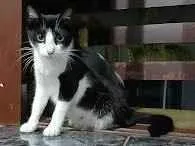 Gato raça SRD-ViraLata idade 2 anos nome Costelinha