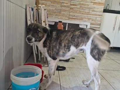 Cachorro raça SRD-ViraLata idade 1 ano nome Totó