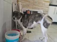 Totó