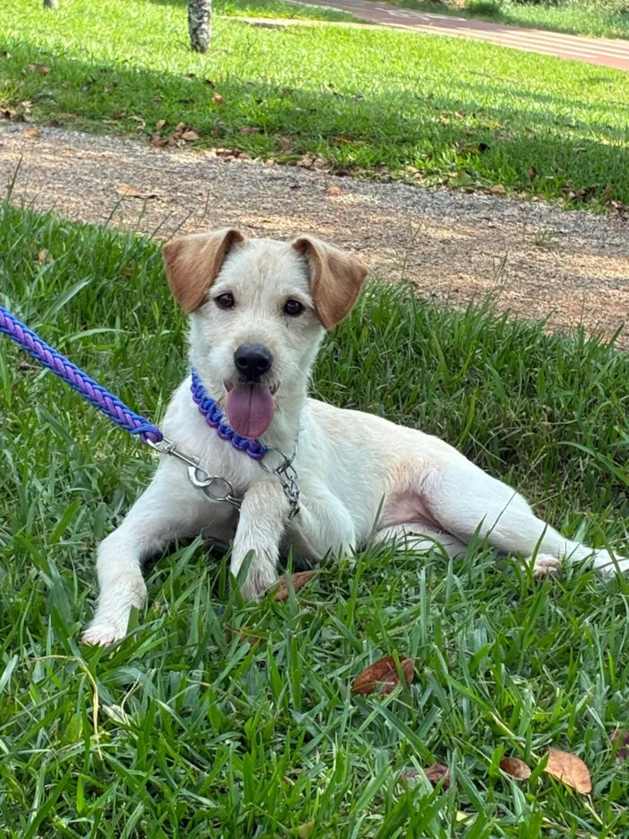 Cachorro raça SRD-ViraLata idade 1 ano nome Pandora