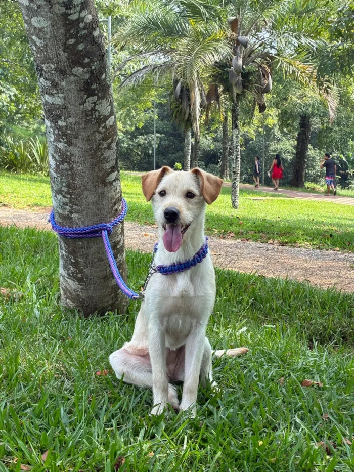 Cachorro raça SRD-ViraLata idade 1 ano nome Pandora