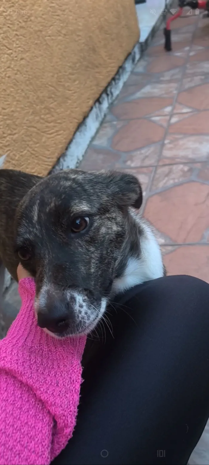 Cachorro raça SRD-ViraLata idade 1 ano nome Totó