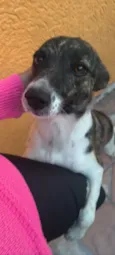 Totó