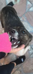 Totó