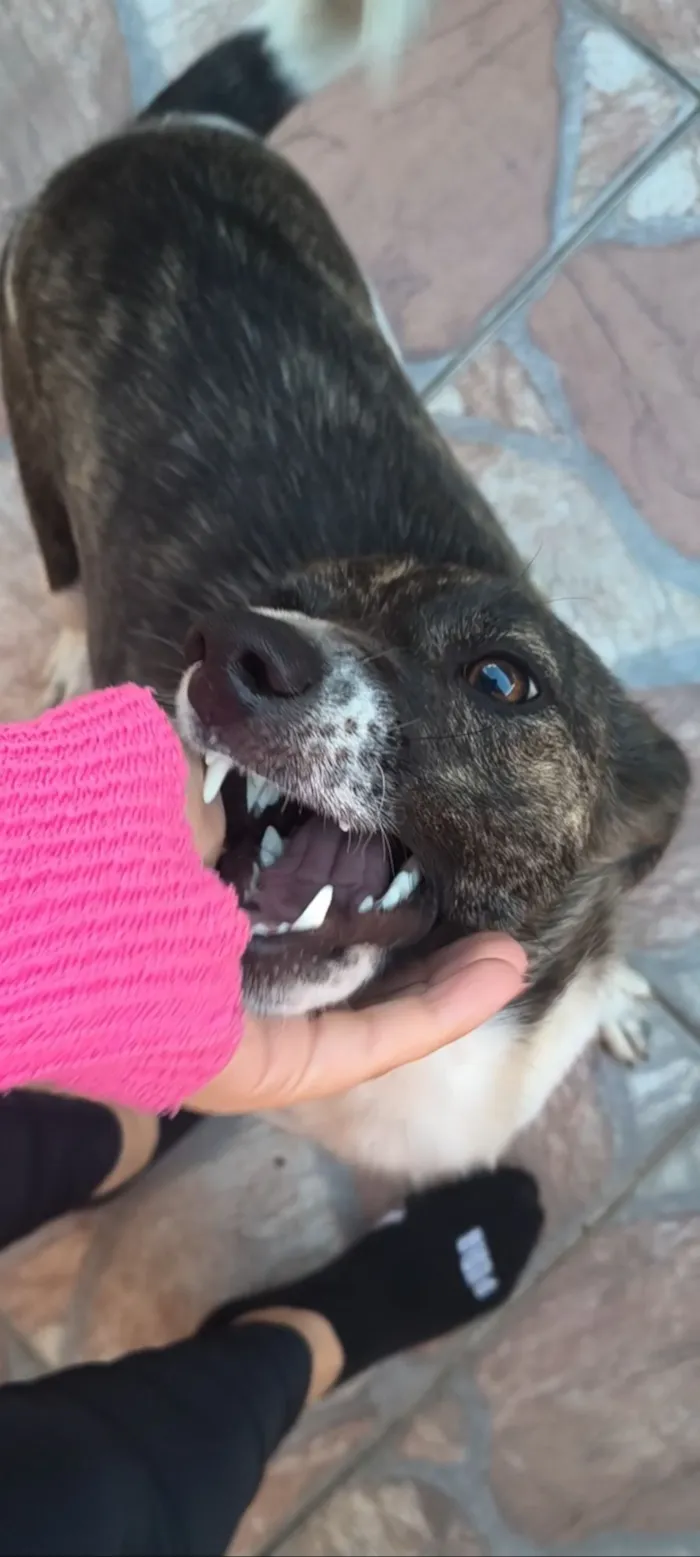 Cachorro raça SRD-ViraLata idade 1 ano nome Totó