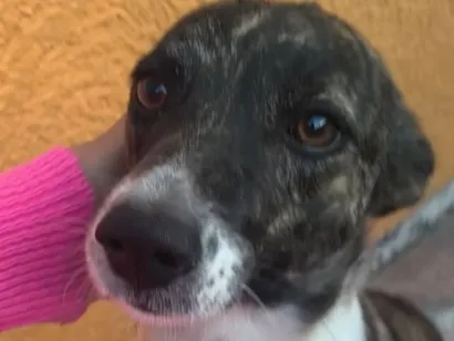 Cachorro raça SRD-ViraLata idade 1 ano nome Totó