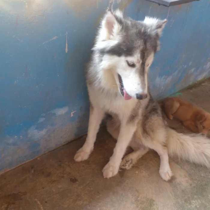 Cachorro raça SRD-ViraLata idade 3 anos nome lucky
