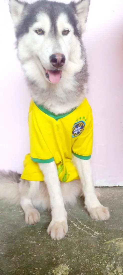 Cachorro raça SRD-ViraLata idade 3 anos nome lucky