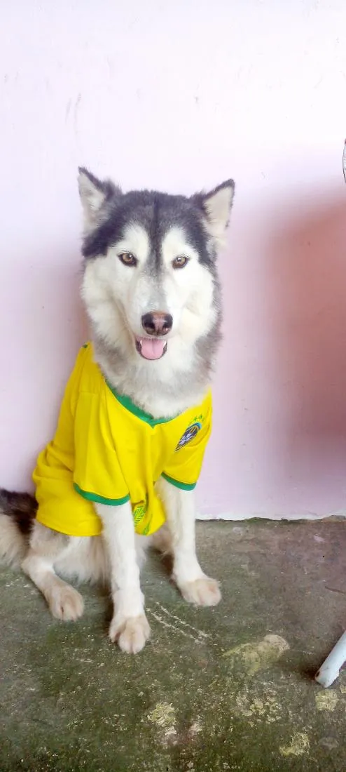 Cachorro raça SRD-ViraLata idade 3 anos nome lucky