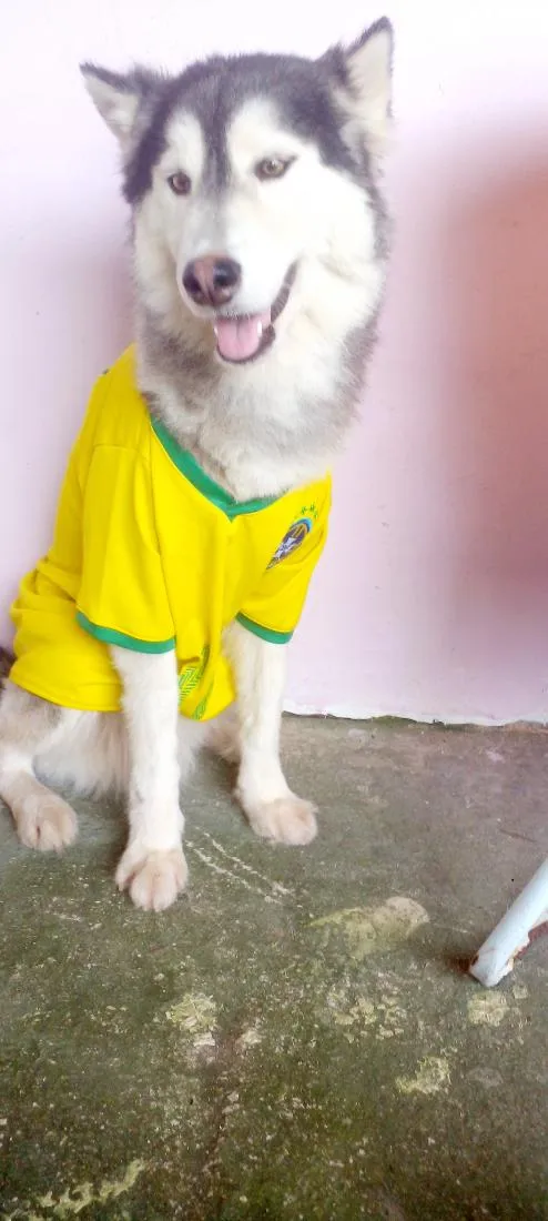 Cachorro raça SRD-ViraLata idade 3 anos nome lucky