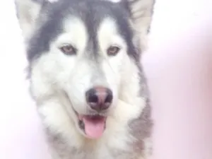 Cachorro raça SRD-ViraLata idade 3 anos nome lucky