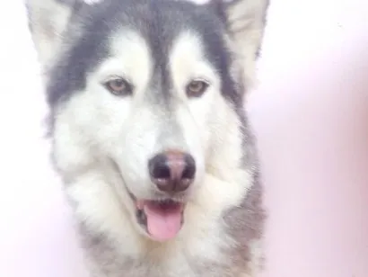 Cachorro raça SRD-ViraLata idade 3 anos nome lucky