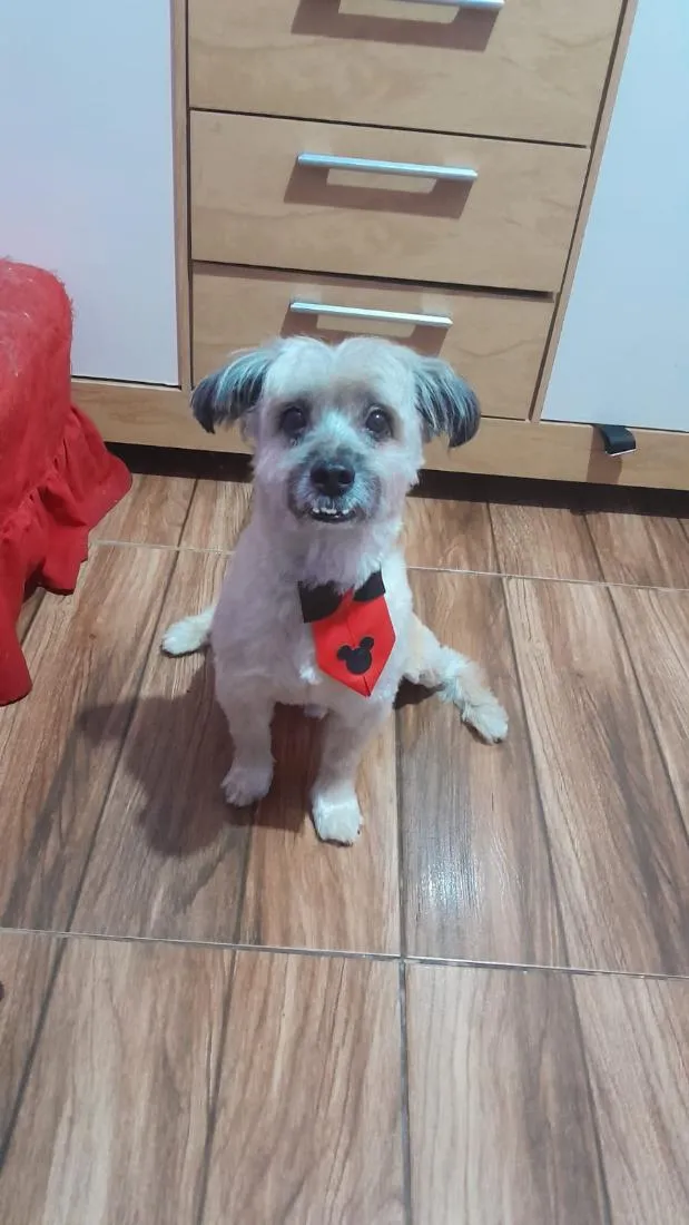 Cachorro raça SRD-ViraLata idade 6 ou mais anos nome Chooky