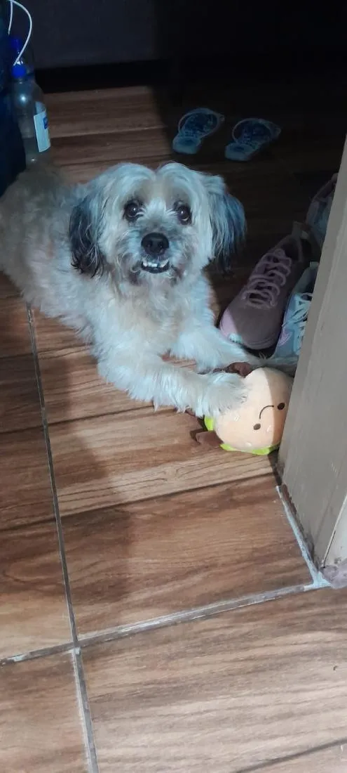Cachorro raça SRD-ViraLata idade 6 ou mais anos nome Chooky