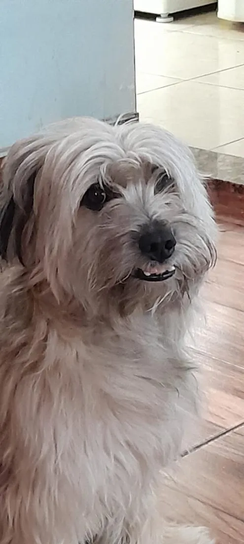 Cachorro raça SRD-ViraLata idade 6 ou mais anos nome Chooky