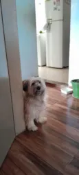Chooky