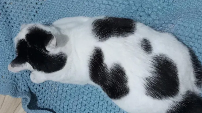 Gato raça SRD-ViraLata idade 4 anos nome Ellie