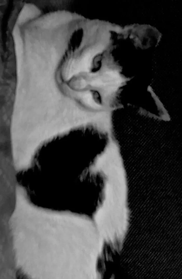 Gato raça SRD-ViraLata idade 4 anos nome Ellie