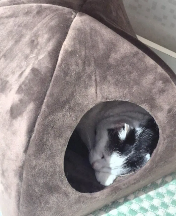 Gato raça SRD-ViraLata idade 4 anos nome Ellie