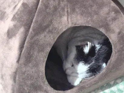 Gato raça SRD-ViraLata idade 4 anos nome Ellie