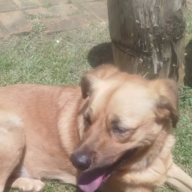 Cachorro raça SRD-ViraLata idade 3 anos nome dentuço