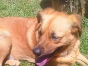 Cachorro raça SRD-ViraLata idade 3 anos nome dentuço