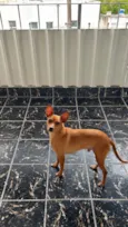 Simba