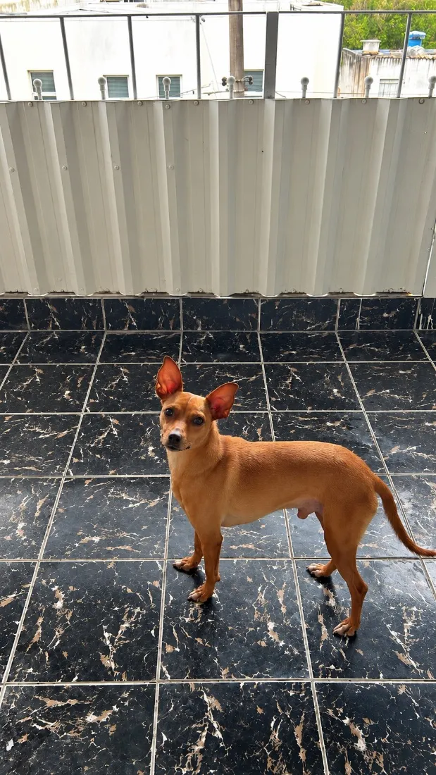Cachorro raça Pinscher idade 6 ou mais anos nome Simba