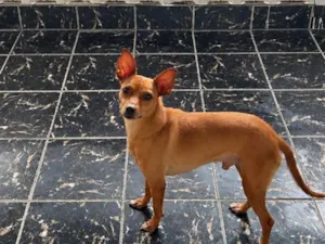 Cachorro raça Pinscher idade 6 ou mais anos nome Simba