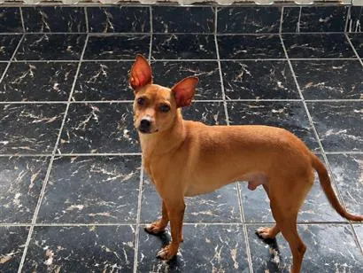Cachorro raça Pinscher idade 6 ou mais anos nome Simba