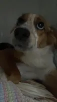 Juno