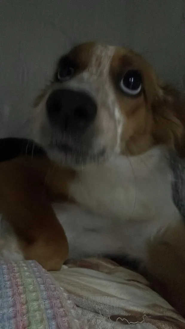 Cachorro raça SRD-ViraLata idade 7 a 11 meses nome Juno